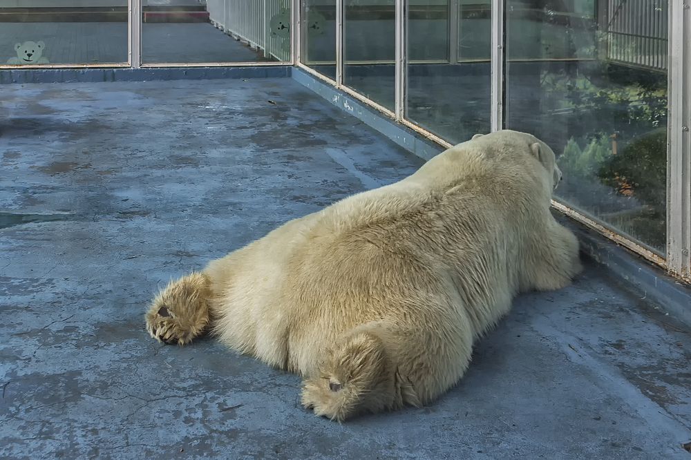 Photograph by Клясюк Галина