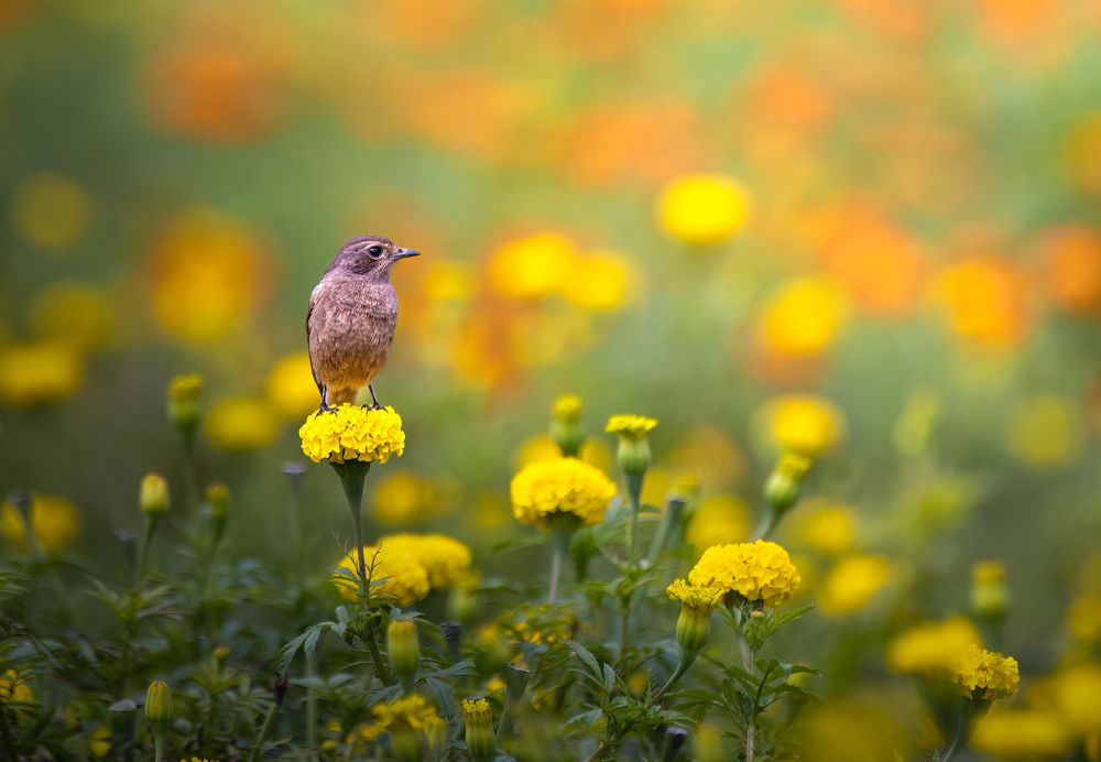 Birds On Flower