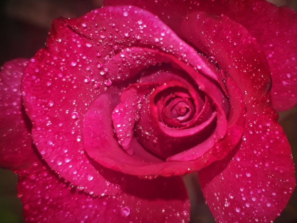 Photograph by Dilara C