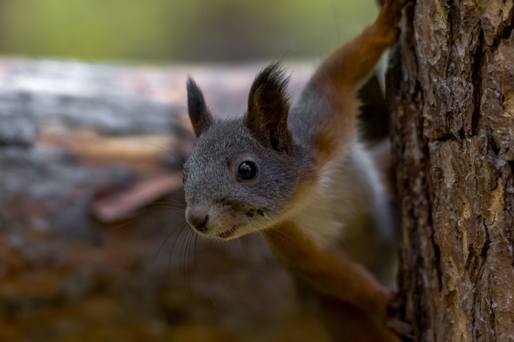 Photograph by Николай Головко