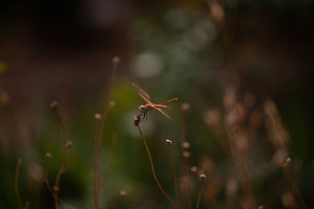 Photograph by Владислав Капанов