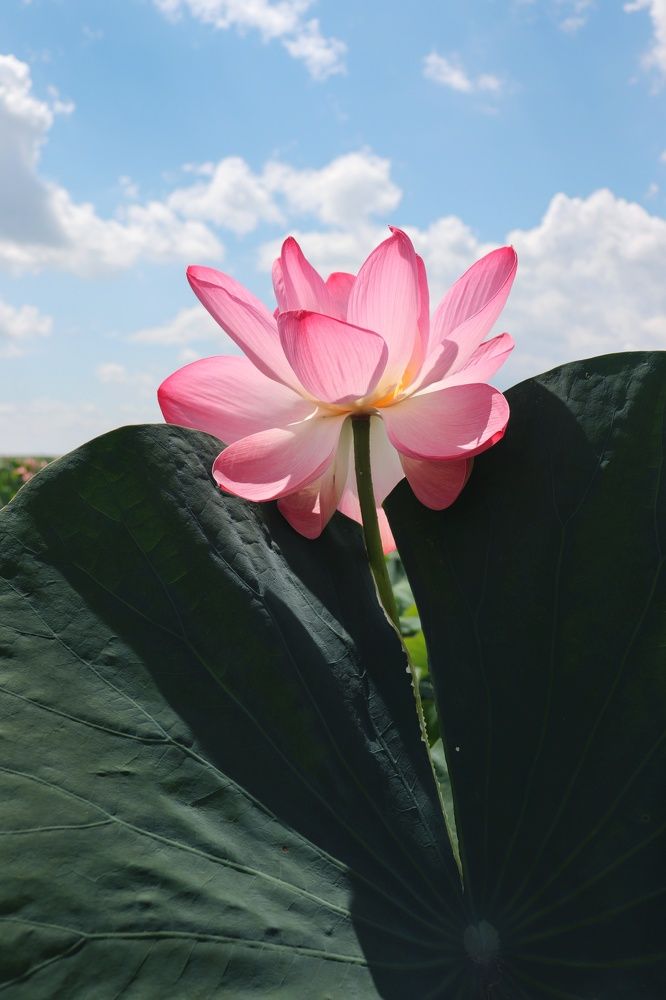 Photograph by Елена Демина