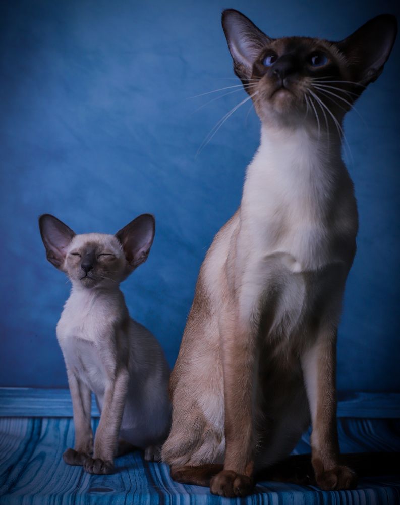 Photograph by Альвина Кузнецова