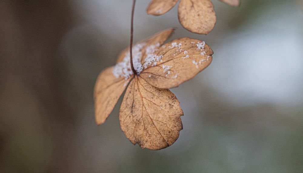 Photograph by Ольга Левакова