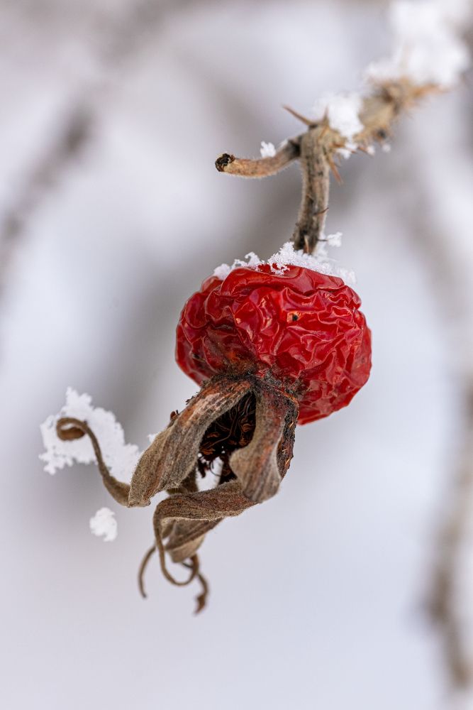 ШИповник под снегом
