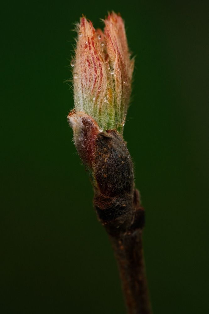 После весеннего дождя