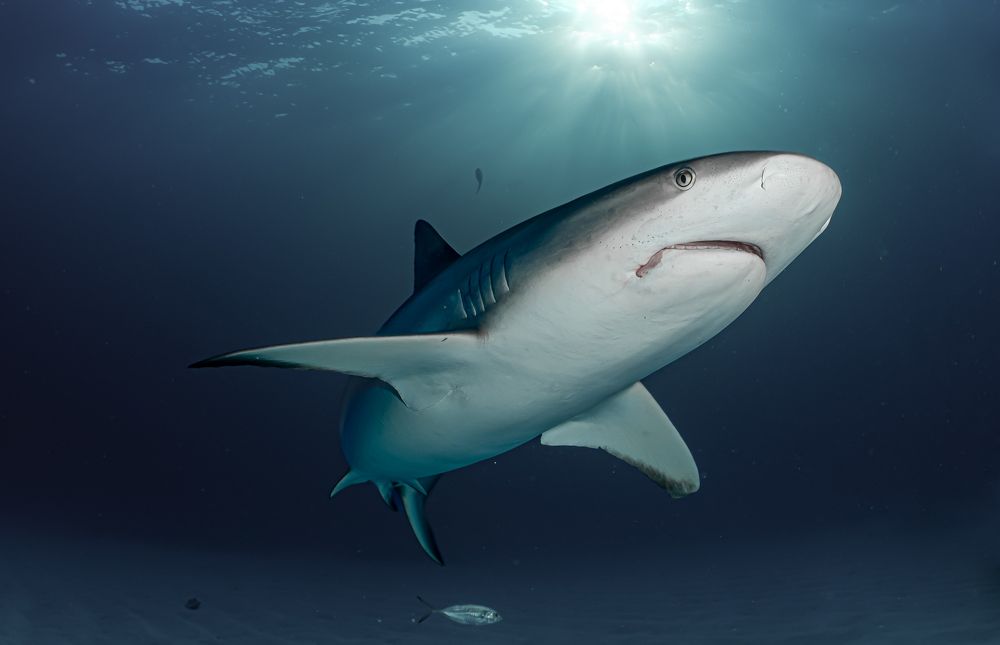 Caribbean reef shark
