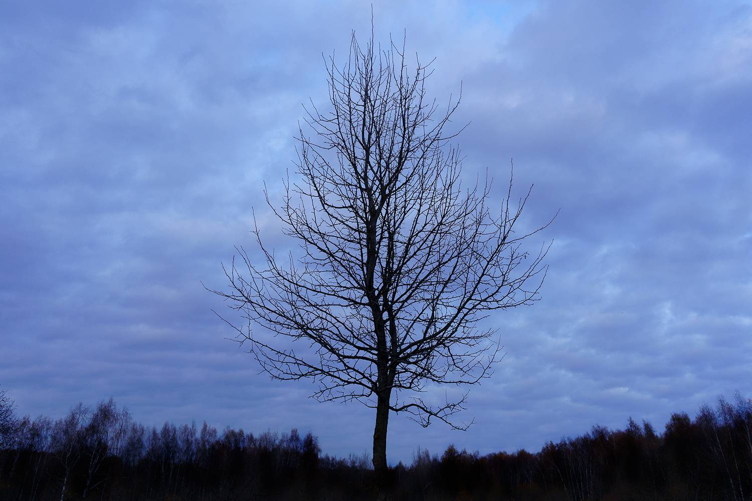 Photo #9764547