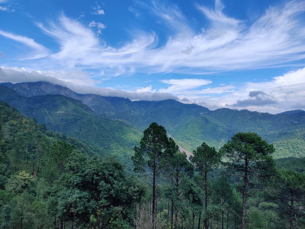 Amazing forest view at Himalayas (India)