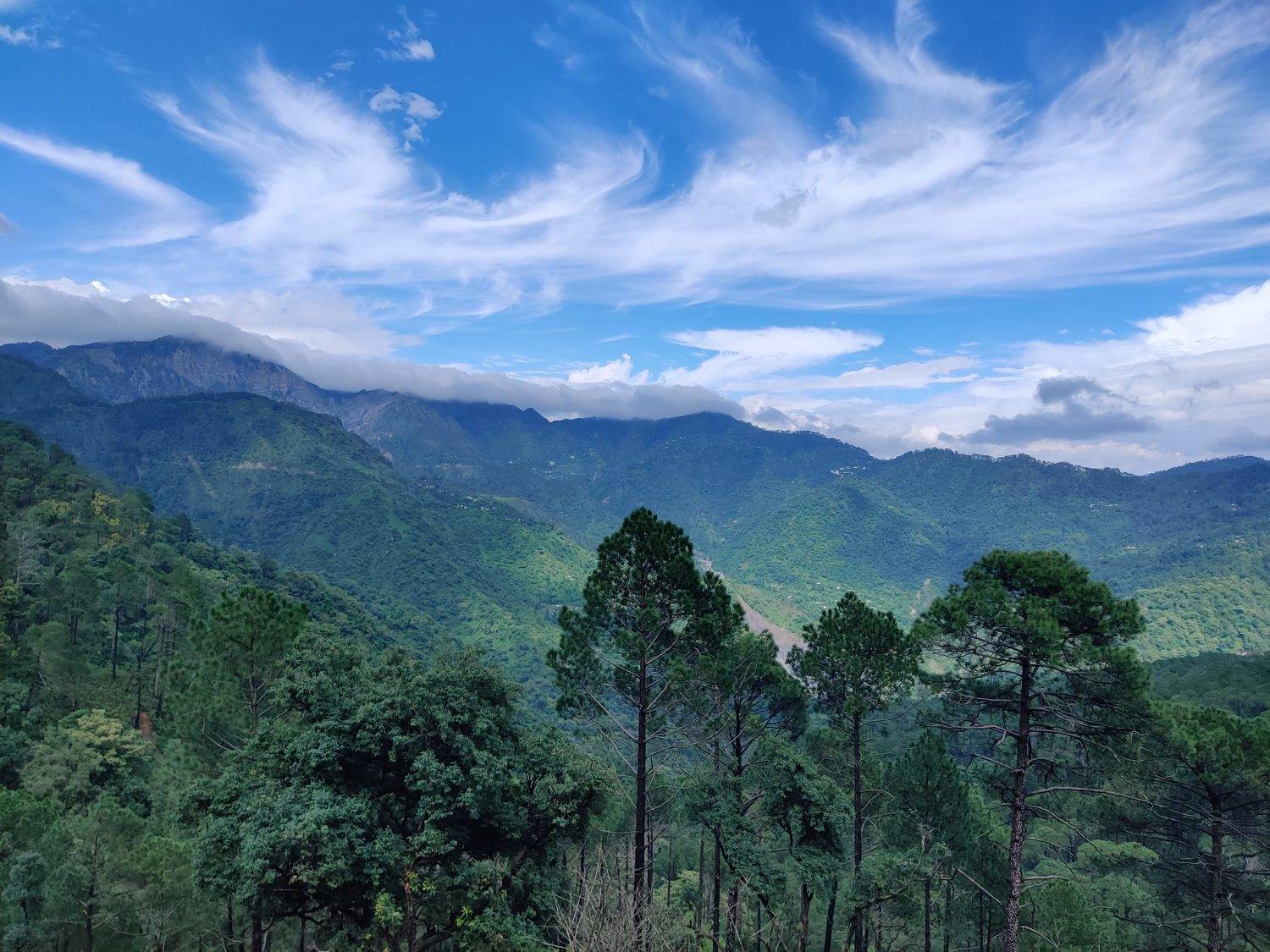 Amazing forest view at Himalayas (India)
