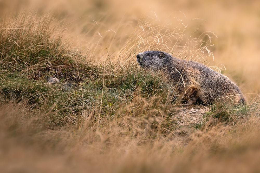 Фотография автора Anne Gabrielle Mougin