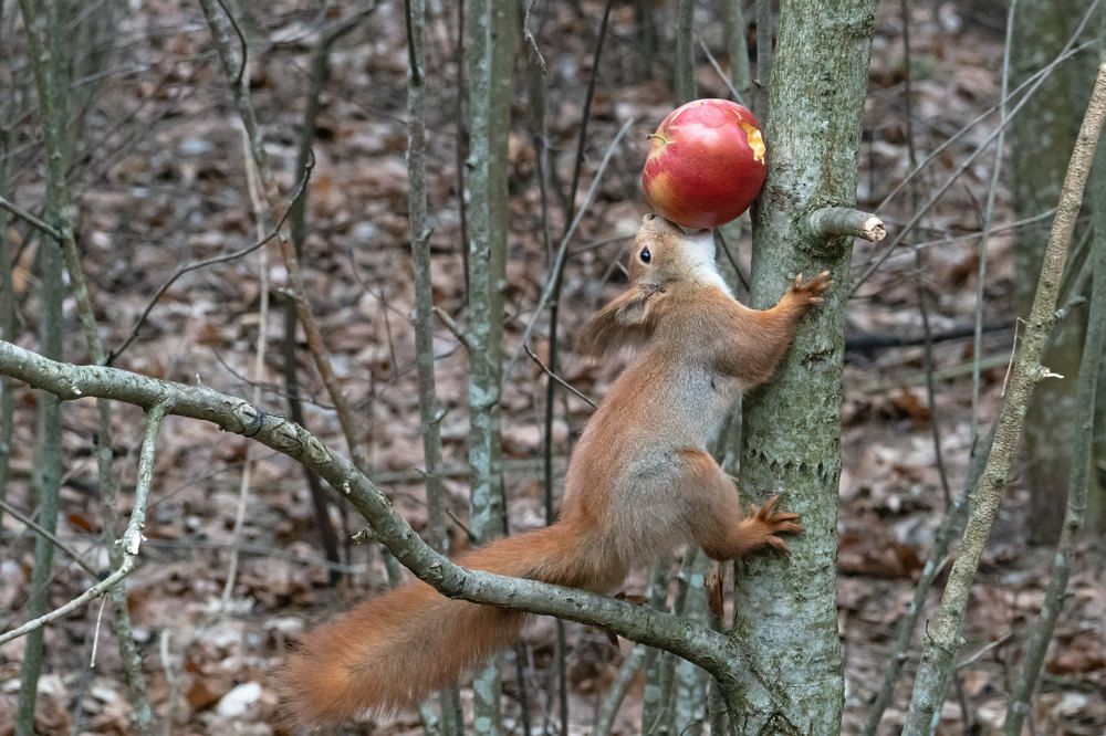 Photograph by Viktor Makarov