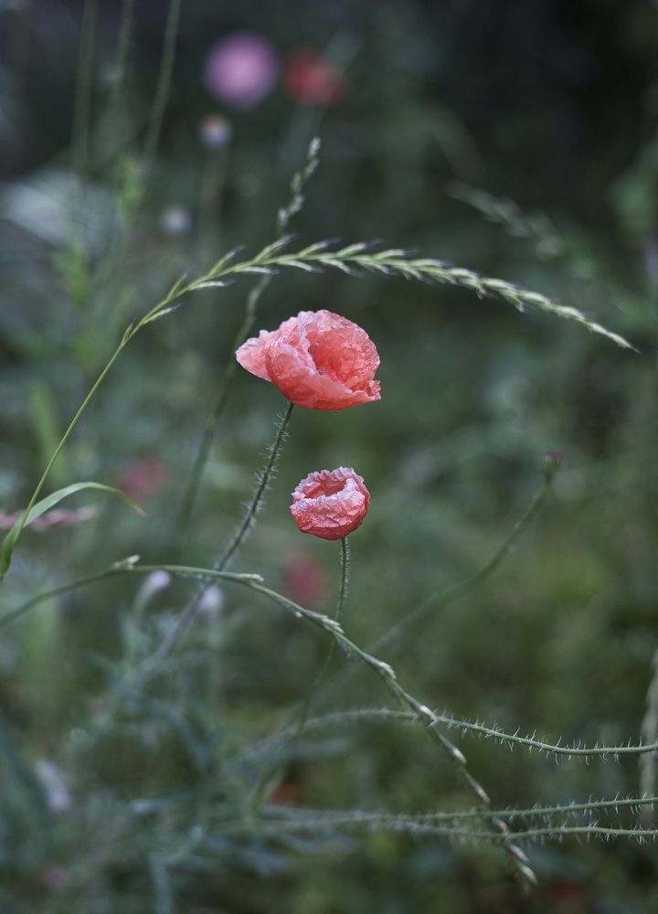 Photograph by Янтарная Елена