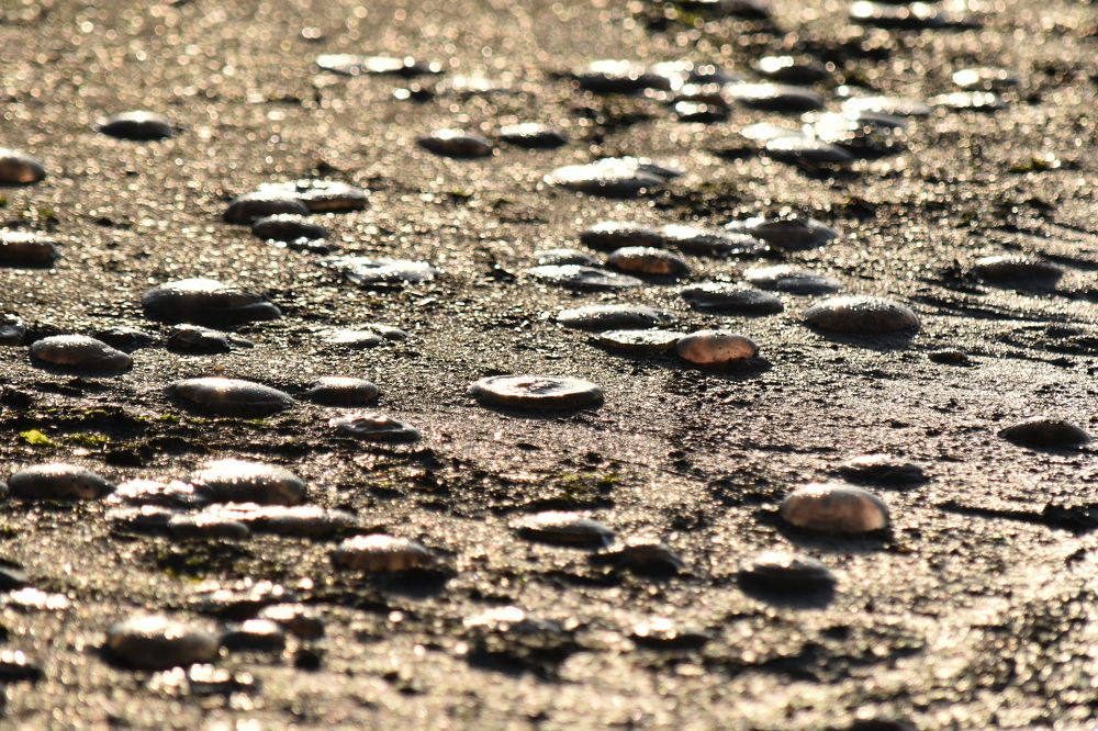 Aurelia Amber Jellyfish Cemetery on the Golden Beach...