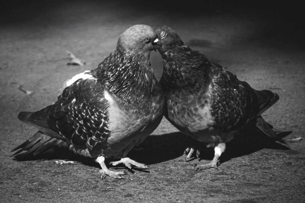 Photograph by Алексей Перегудин