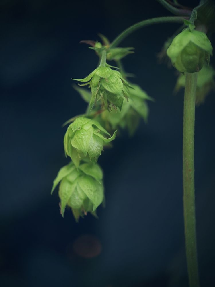 Photograph by Victoria Stoliarenko