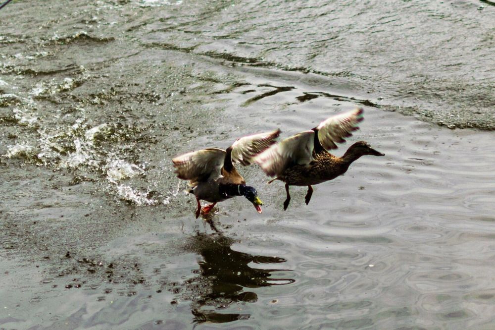 Photograph by Сауия Назмутдинова