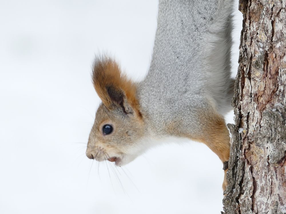 Photograph by Александр Кизим