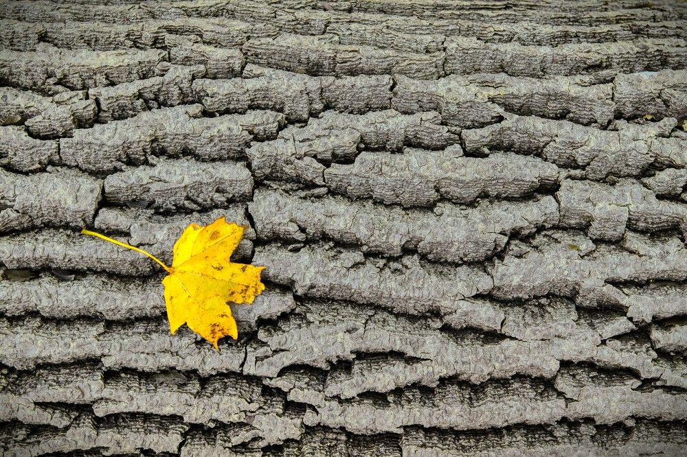 Photograph by Janis Serdienis