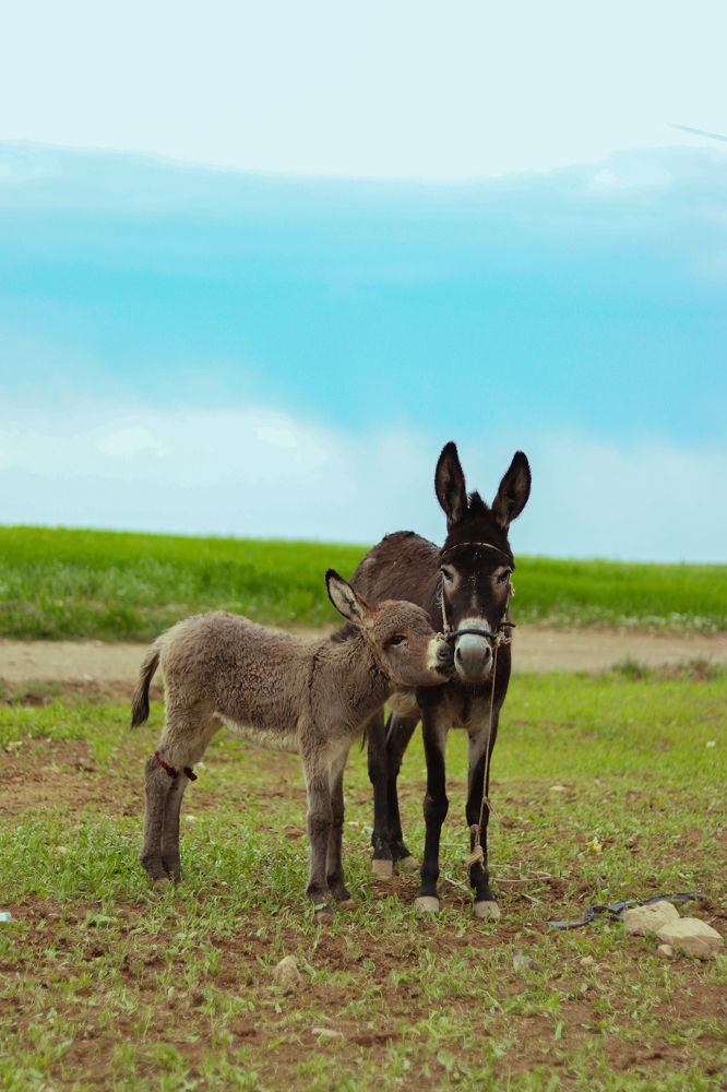 Photograph by Esmaeil ghorbani