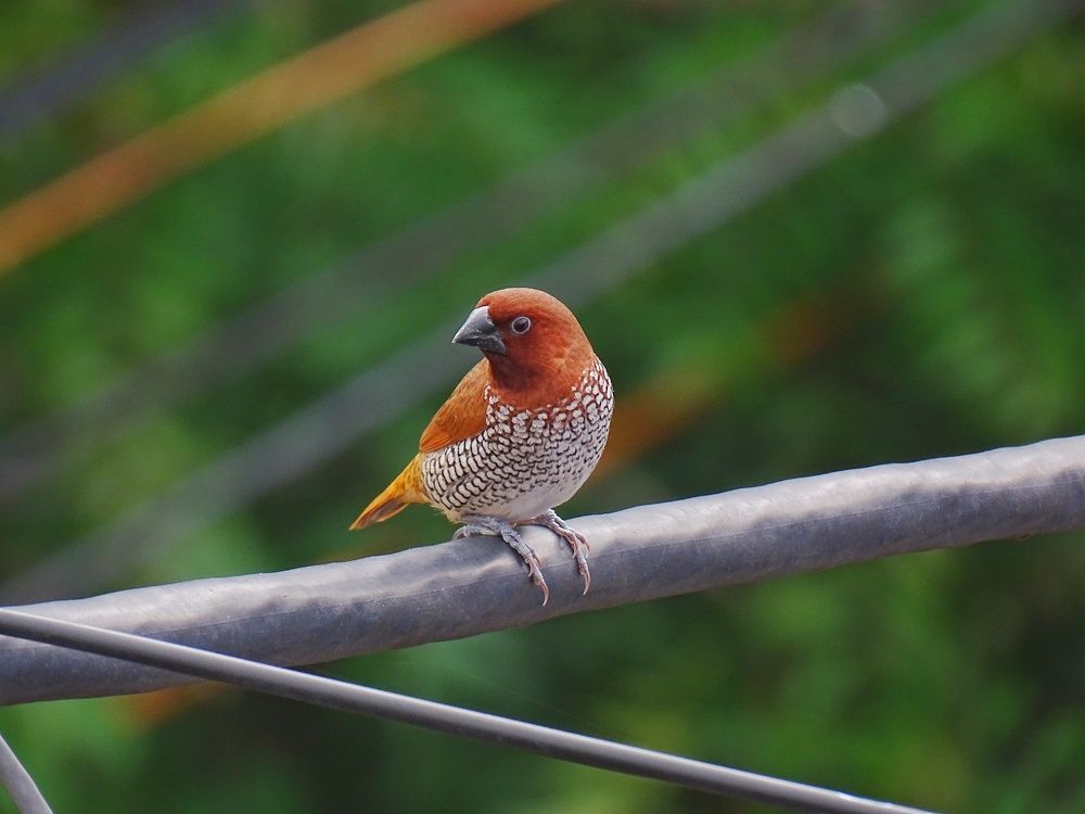 Photograph by Bishwarup Karmakar