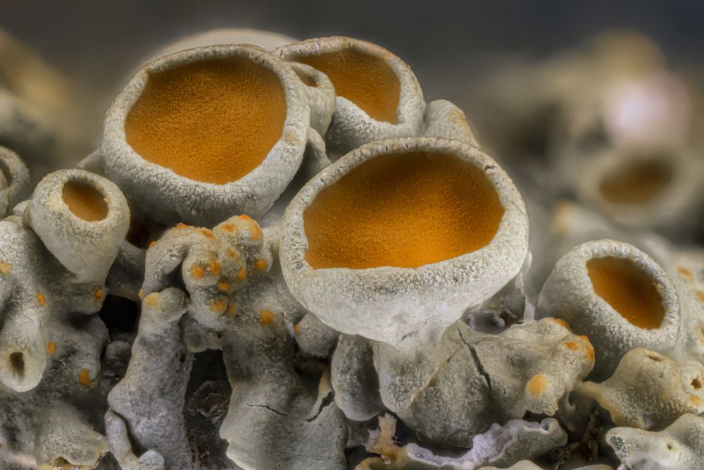 Photograph by Сергей Солобчук