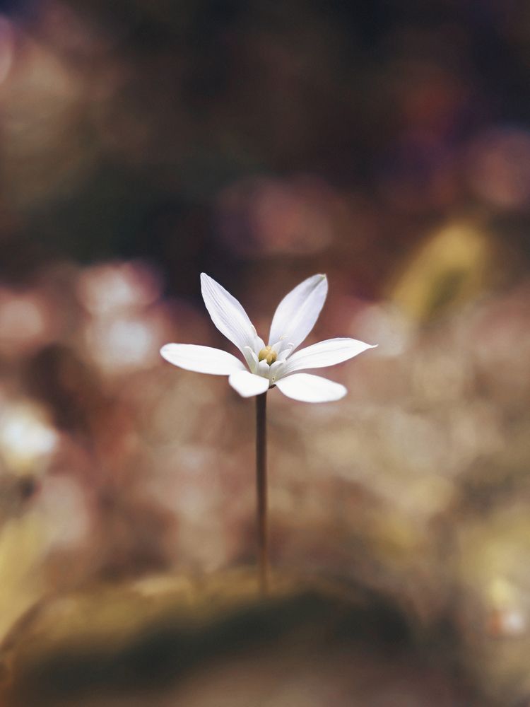 Фотография автора Foto