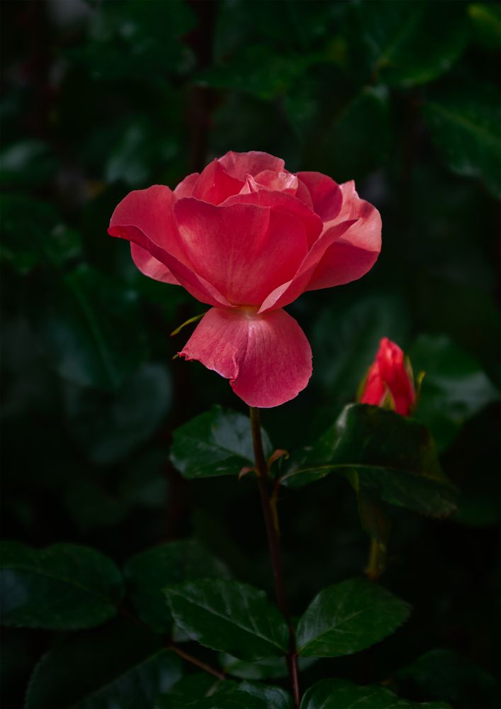 Весеннее цветение