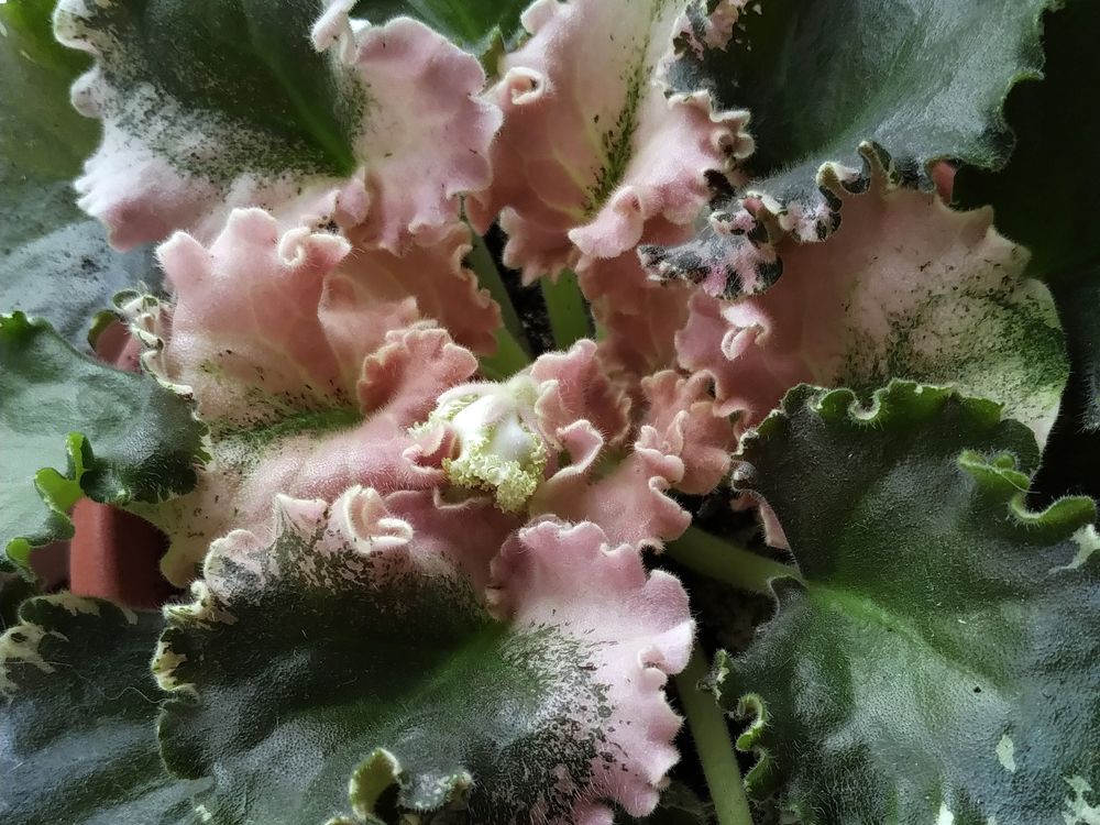 Photograph by Игорь Шевердин