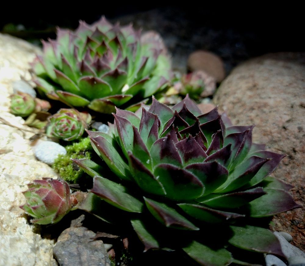 Дача ночью ?