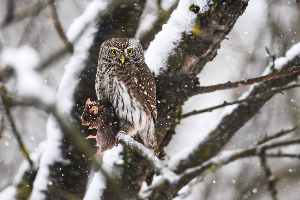 Фотография автора Мария Уланова