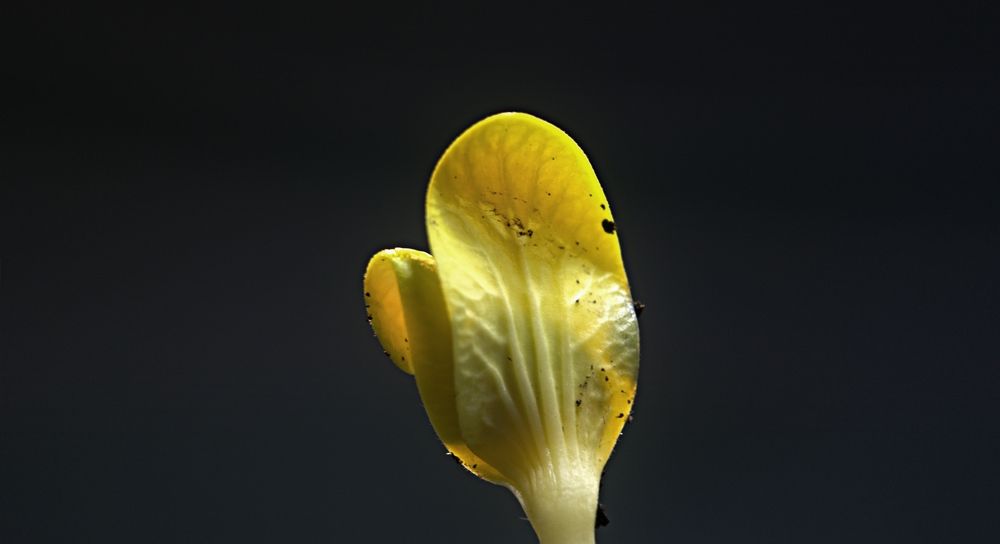 Тыквенный росток