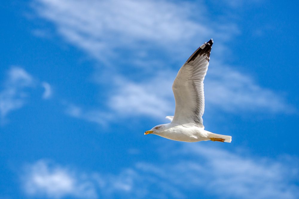 Фотография автора Vasileios Karapanagiotidis