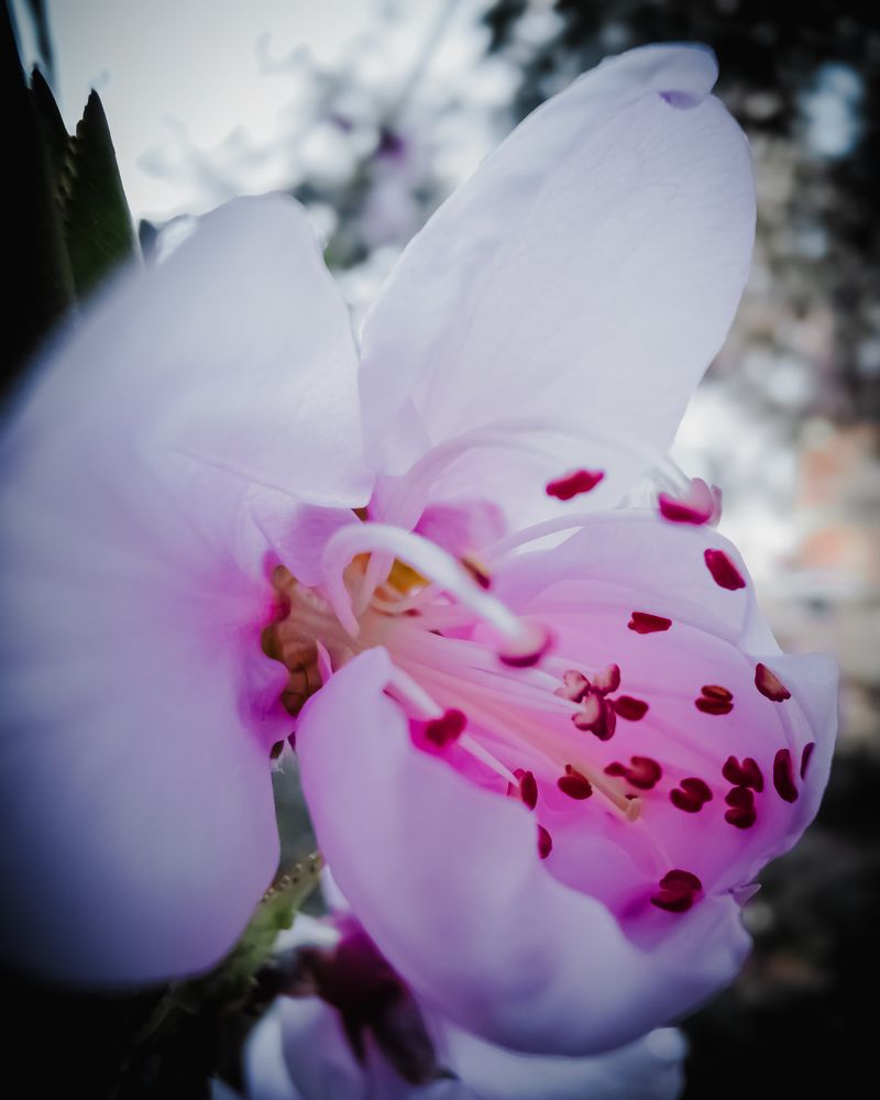 Photograph by Dimitrios Papadopoulos