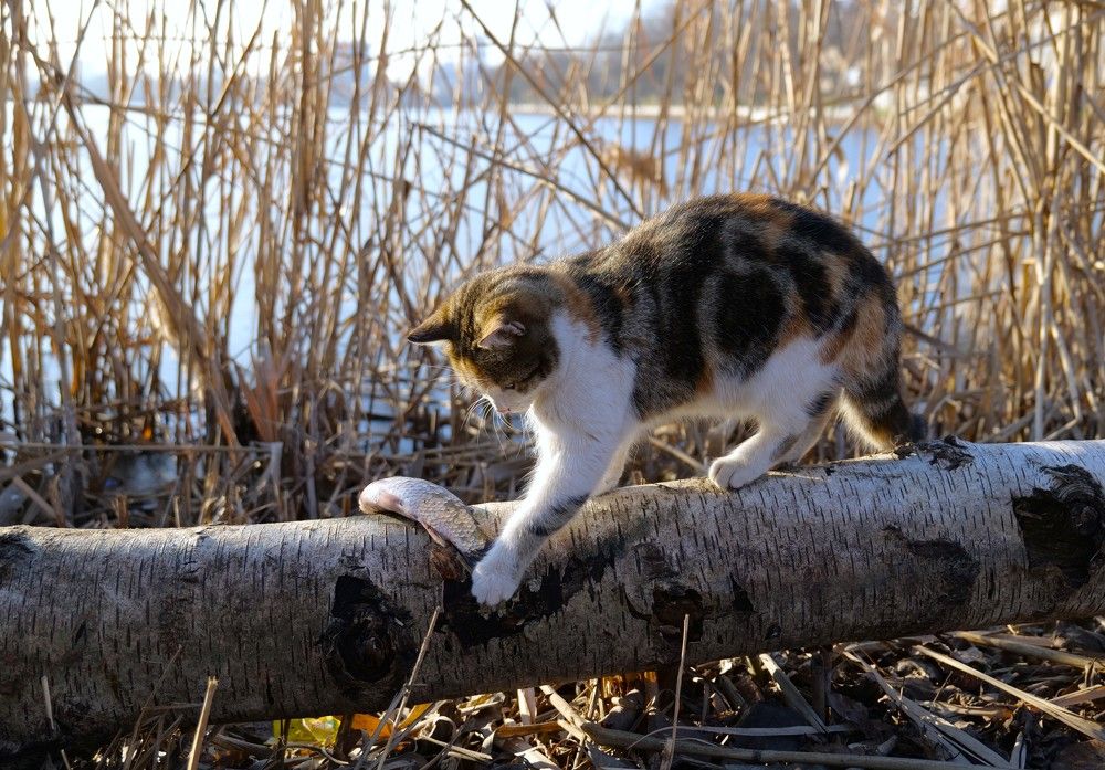 Photograph by Оксана Архипова