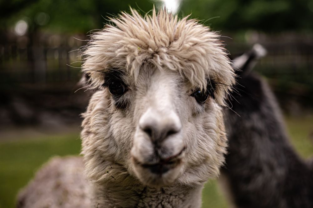 Photograph by Georgian-Sorin Neacsu