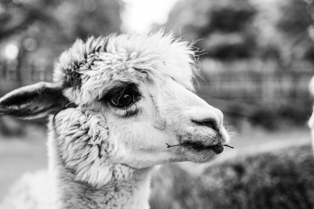 Photograph by Georgian-Sorin Neacsu