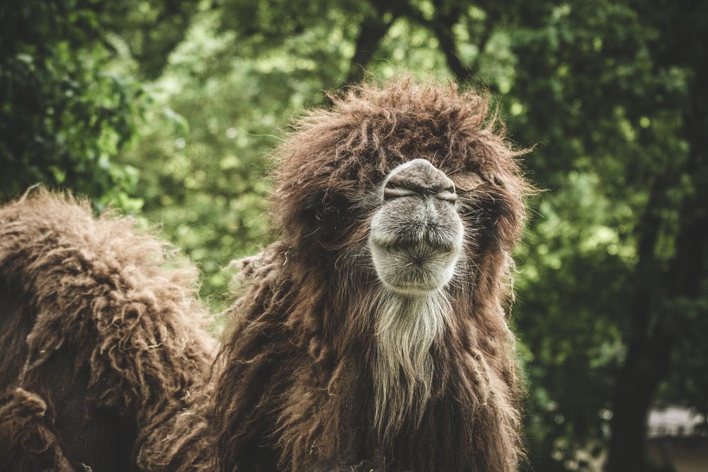 Photograph by Georgian-Sorin Neacsu