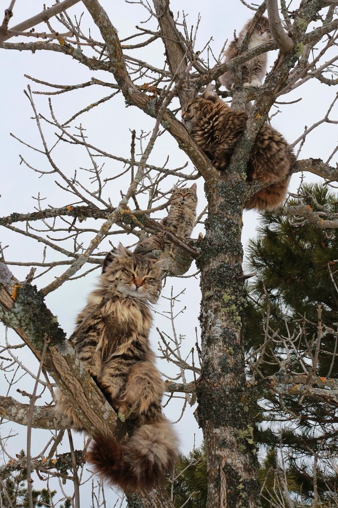 Коты прилетели