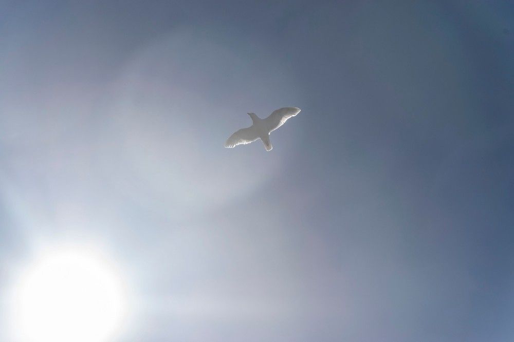 Photograph by Алексей Логинов