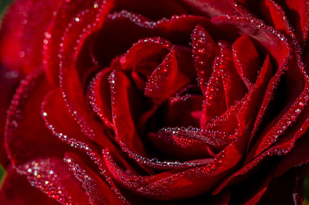 Photograph by Ольга Сесина