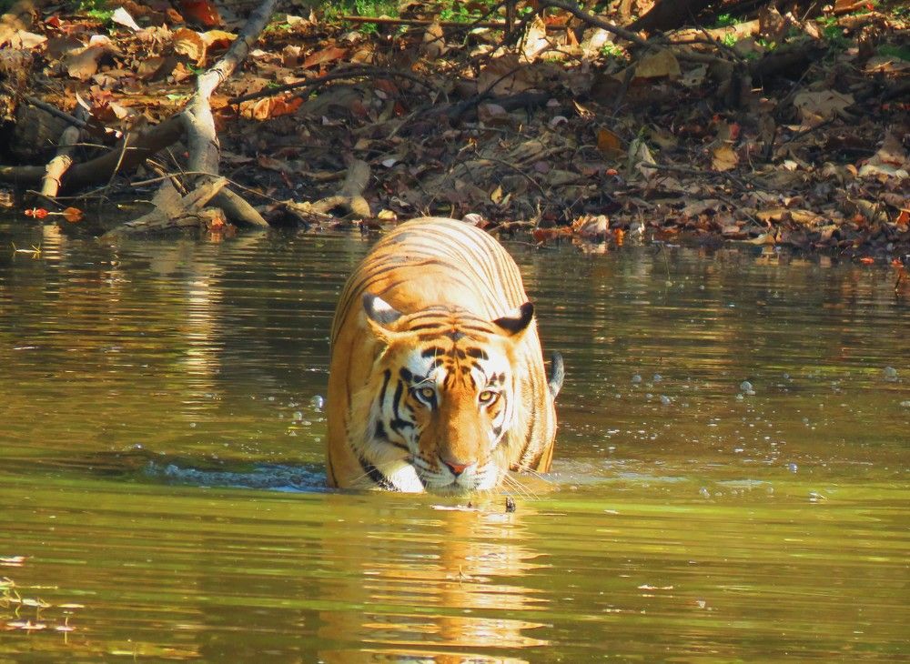 Male tiger enters waterhole