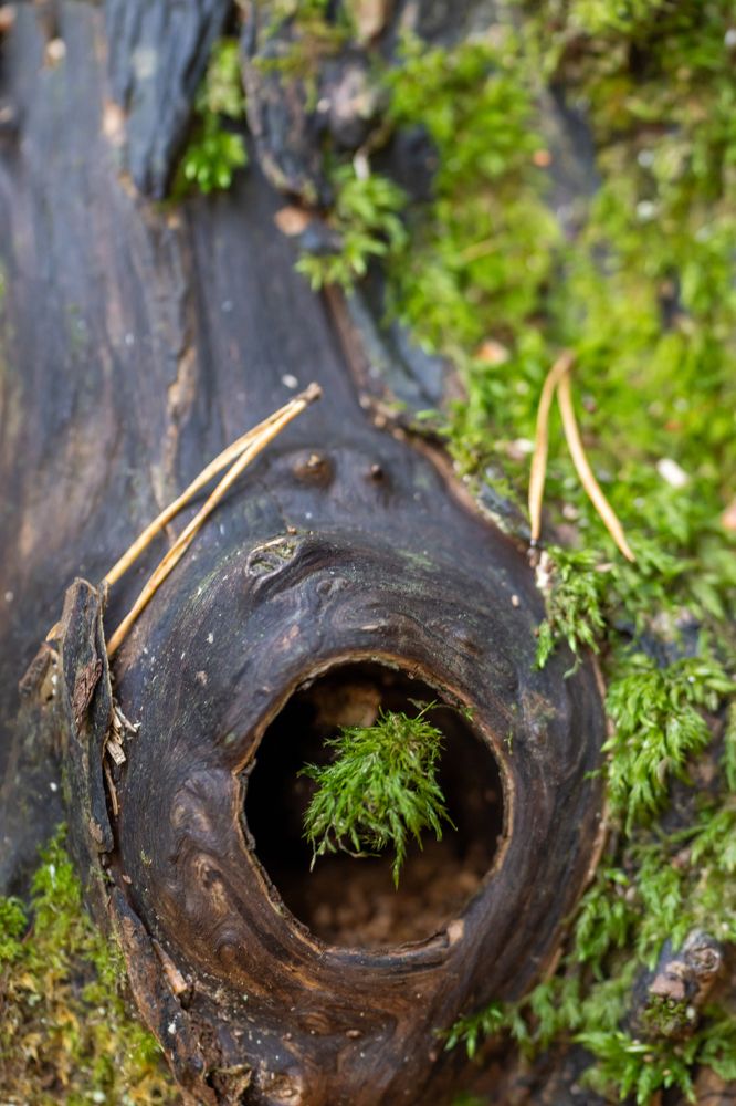 Photograph by  Светослав Радков