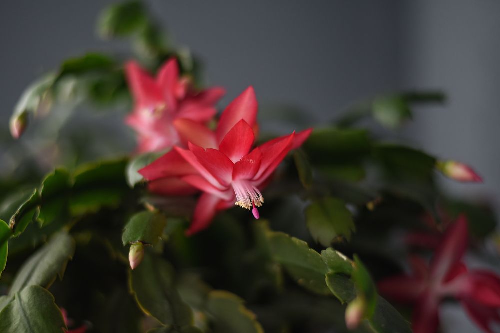 Photograph by Виктория Шамурина