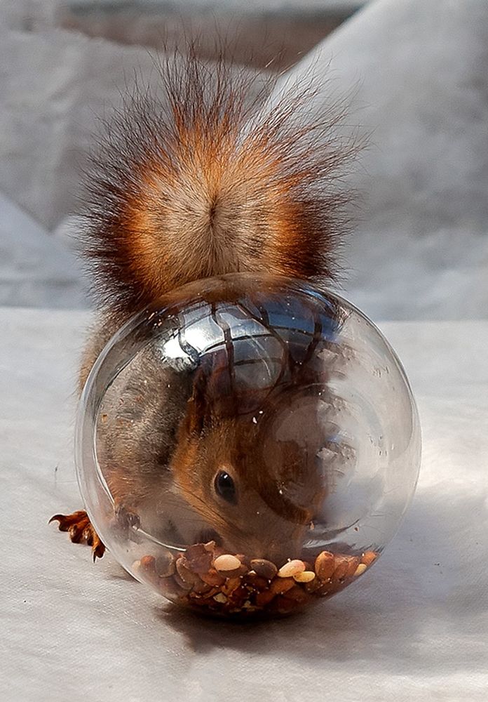 Космонавт....