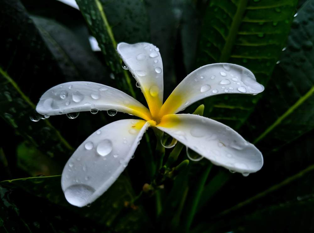 Фотография автора sachin gaurav