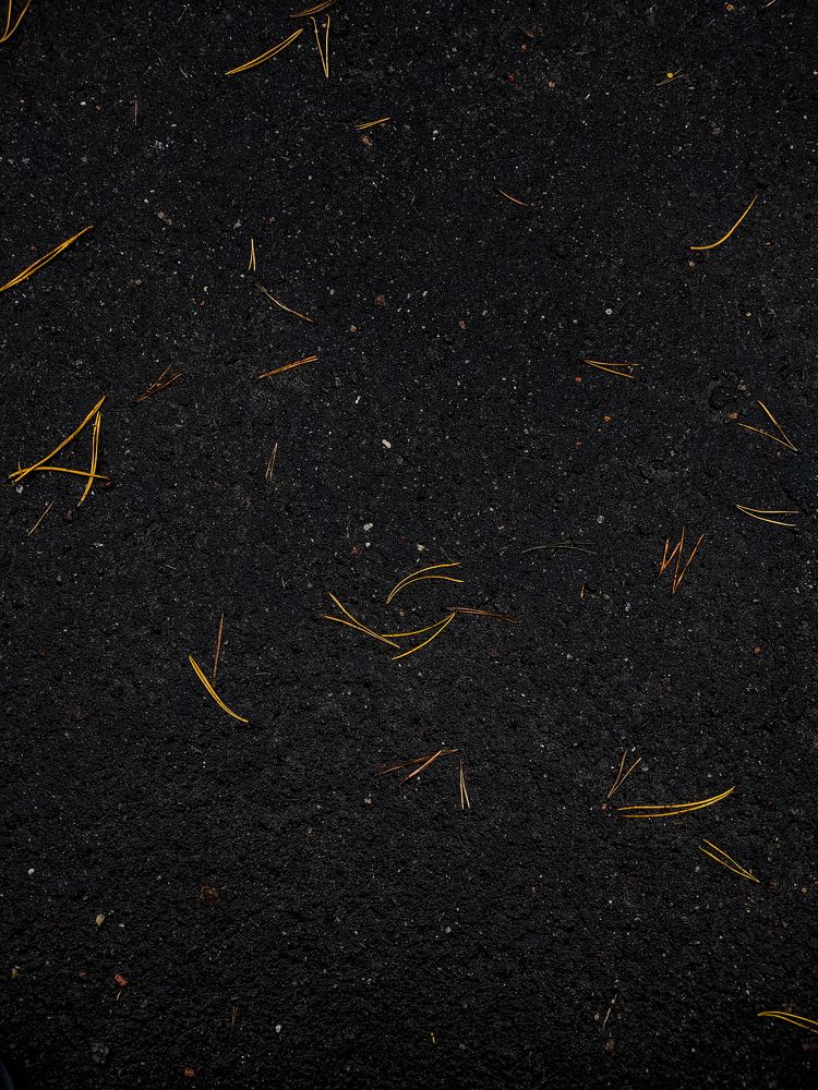 Фотография автора Екатерина Высоцкая