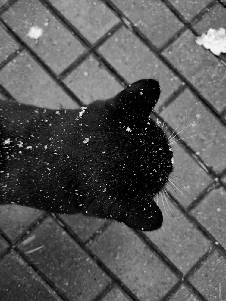 Фотография автора Екатерина Высоцкая