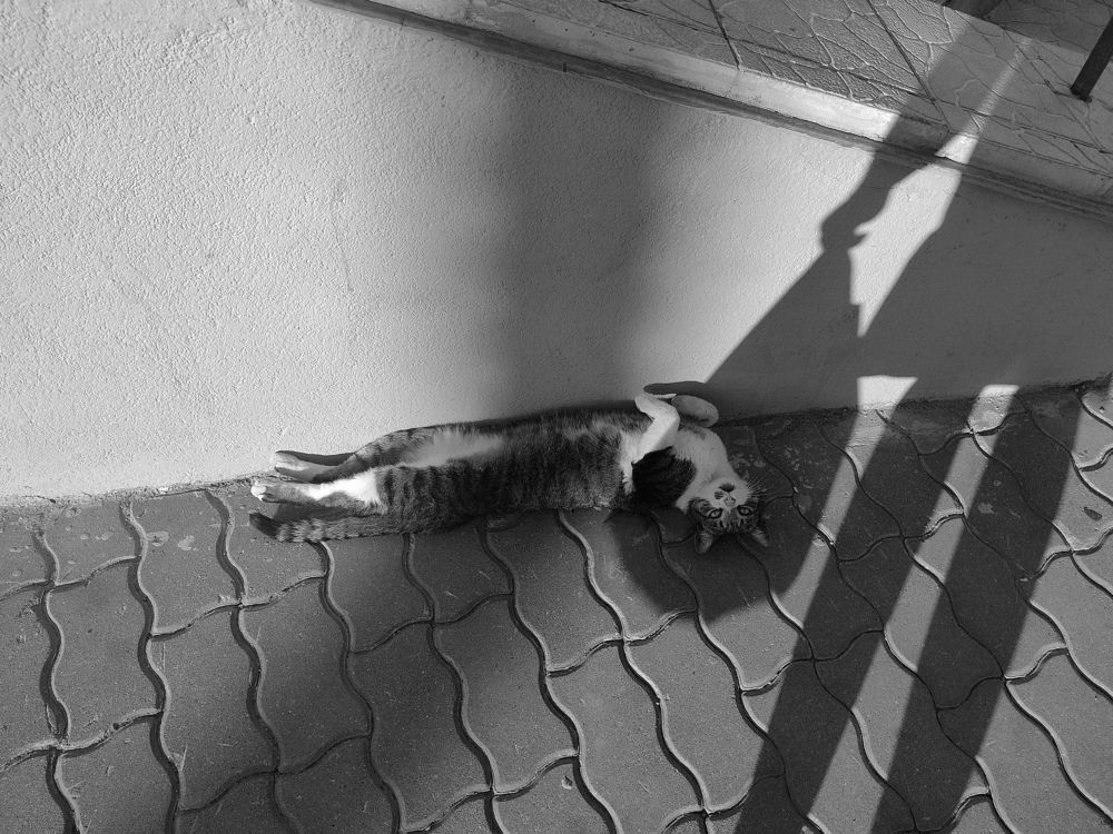 Фотография автора Екатерина Высоцкая