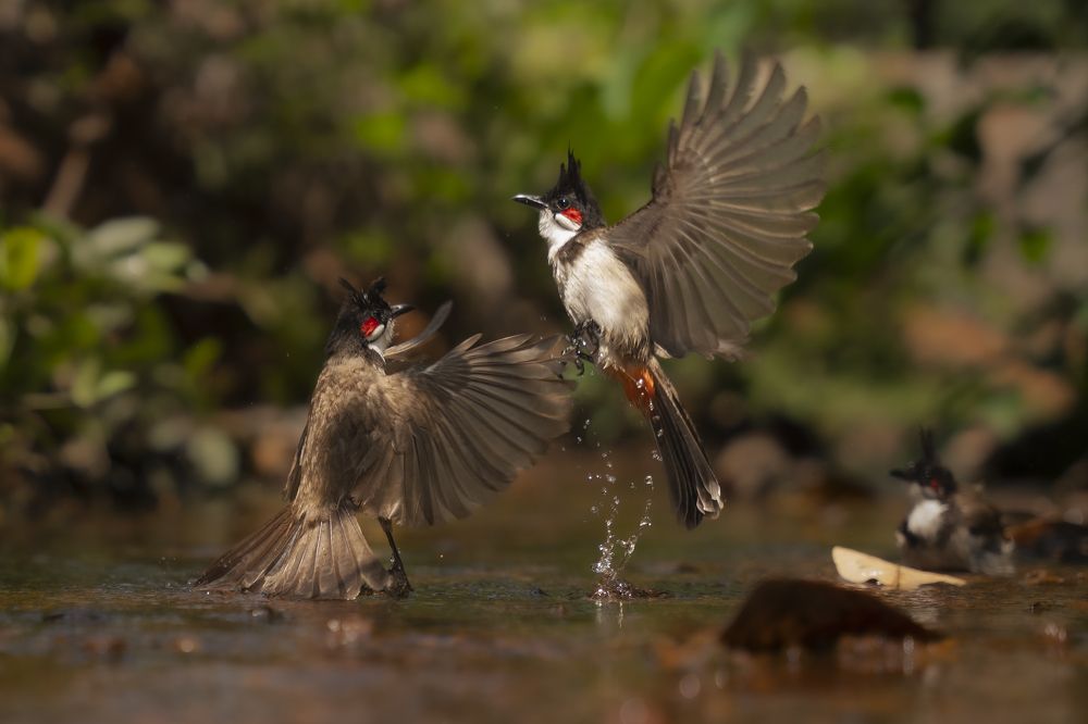 Photograph by Sahil Mahapadi